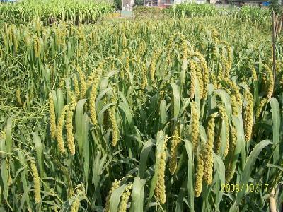 注册新加坡公司需要注意哪些法律法规？