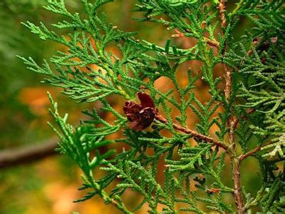 现在越来越多的人来注册新加坡公司？